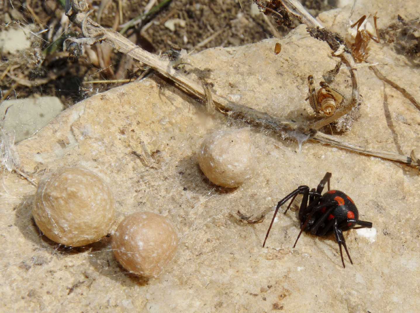 I Latrodectus sono ancora numerosi?